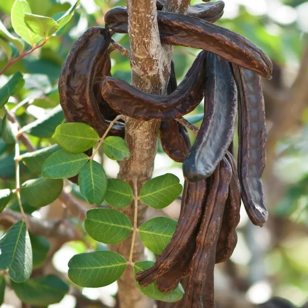 Keçi Boynuzu Faydaları | Doğanın Enerji Deposu