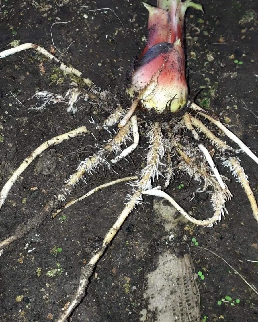 Bitkilerde Köklendirici Nedir? Ne İşe Yarar?