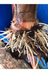 20 LT  Grand Plus  (Köklendirici)