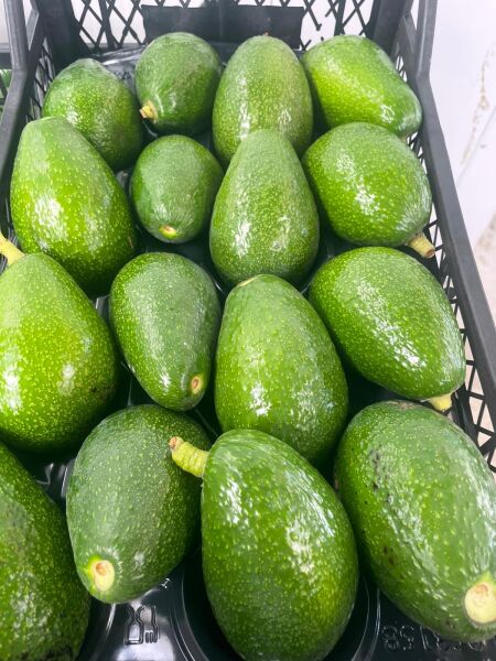 Avokado  1 KG Taze Hasat Dalından.