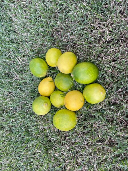 Sulu Limon  1 Kg