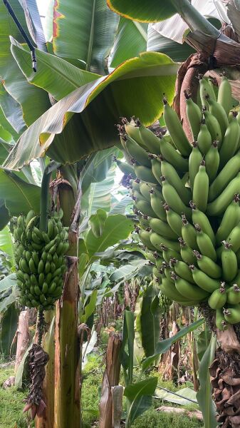 Anamur Muzu  Yeşil 2 Kg Taze Hasat