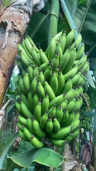 Anamur Muzu  Yeşil 2 Kg Taze Hasat