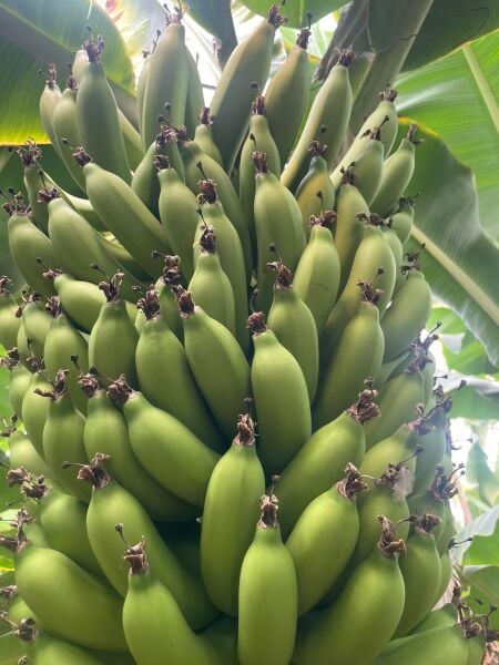 Anamur Muzu Yeşil 1  Kg Taze Hasat