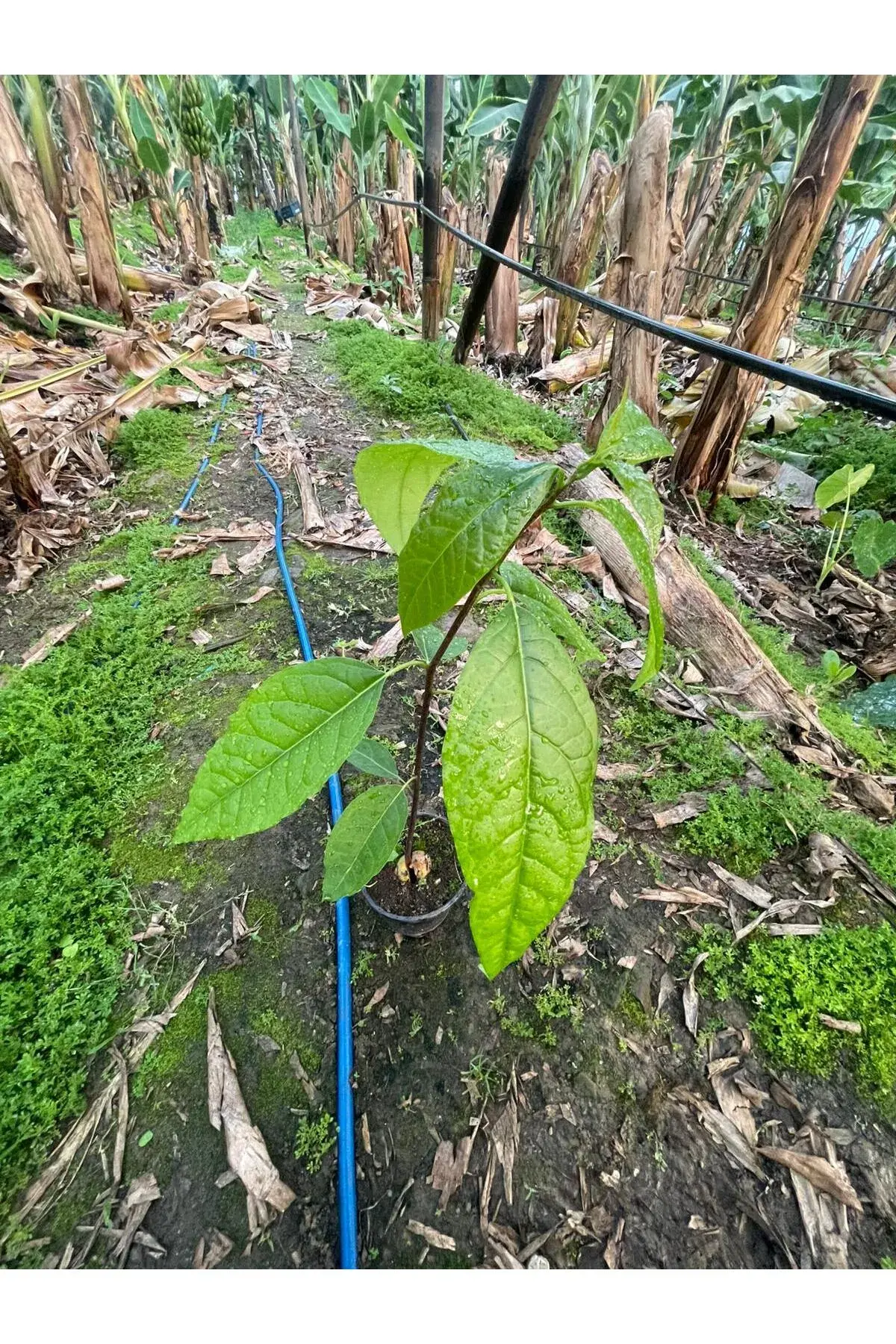 Avokado Tüplü Aşısız Fide 20 Cm Üstü 1 Adet