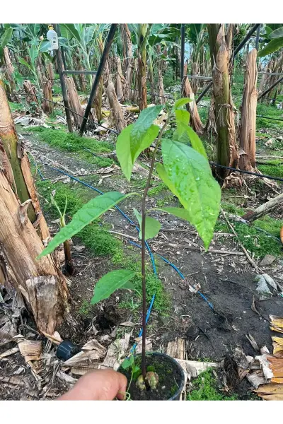 Avokado Tüplü Aşısız Fide 20 Cm Üstü 1 Adet