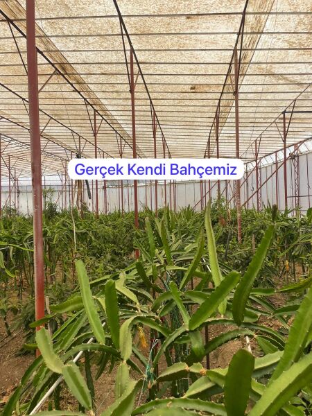 2 Adet Ejder Meyvesi (Çelikleme) Fidesi 20 cm Üstü.