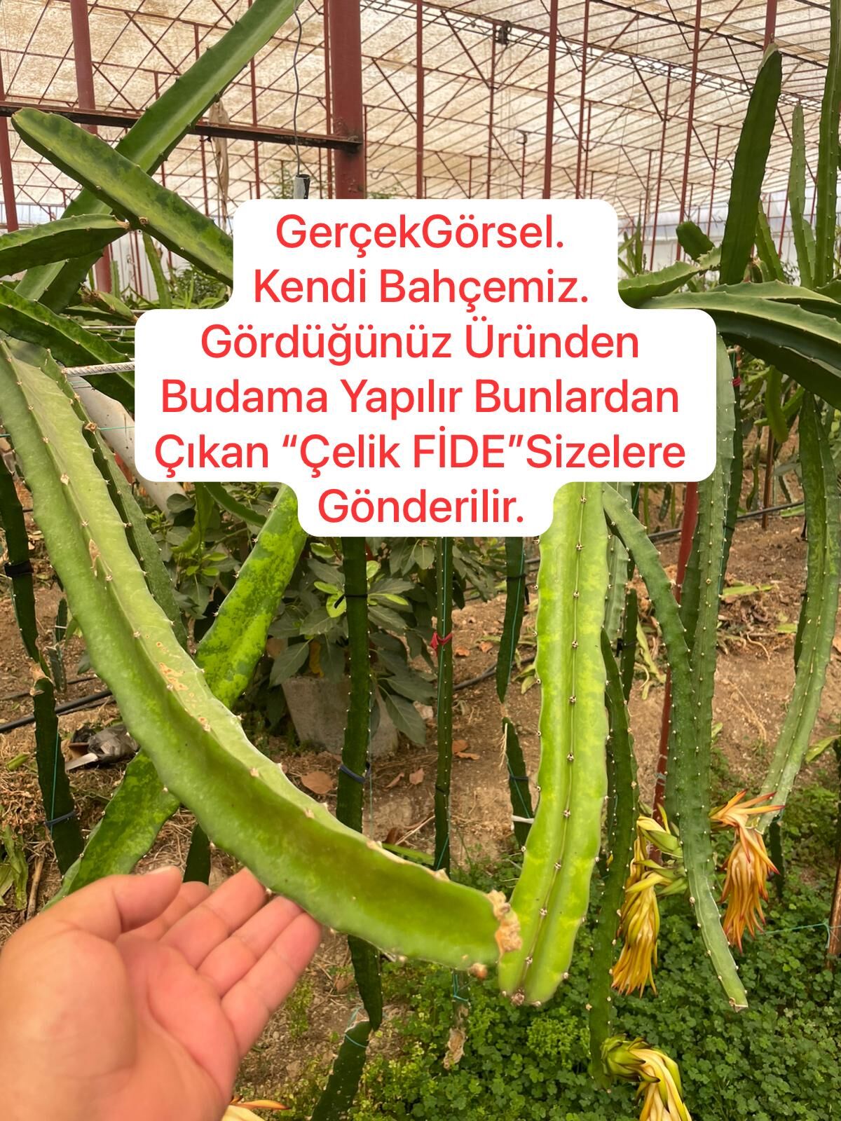 2 Adet Ejder Meyvesi (Çelikleme) Fidesi 20 cm Üstü.