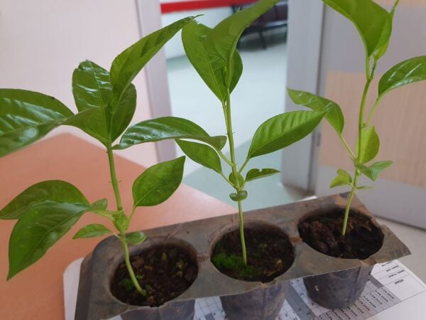 Pasiflora (Çarkıfelek)fidesi 20cm üstü tüplü 2 Adet