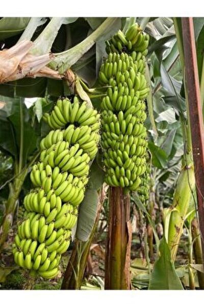 3kg Anamur Muzu Yeşil Hasat