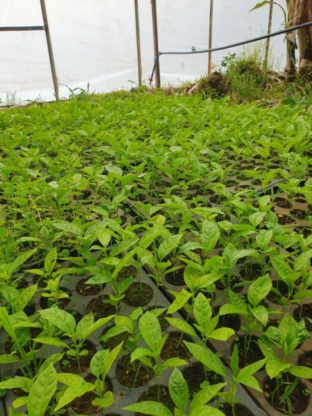 Pasiflora Çarkıfelek Fidesi 20cm Üstü 1 Adet