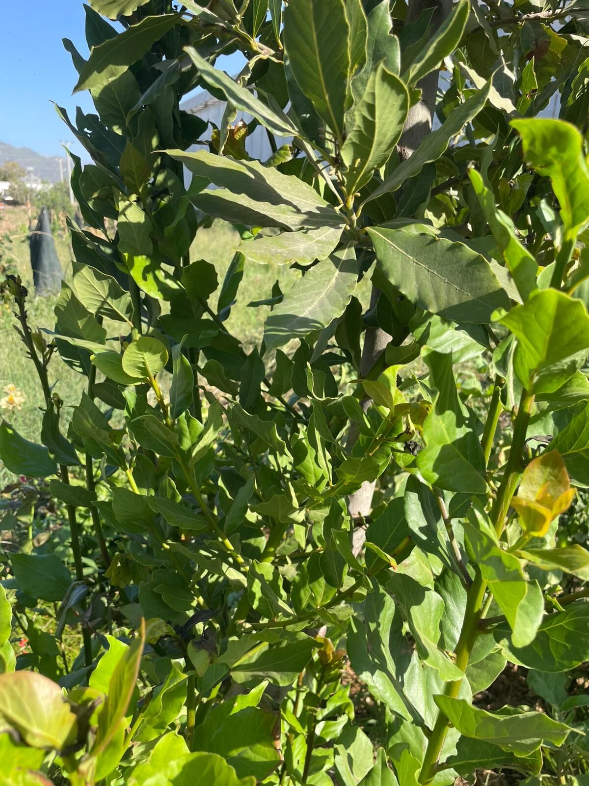 DOĞAL DEFNE YAPRAĞI TAZE TOPLAMA ( 25GR)