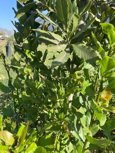 DOĞAL DEFNE YAPRAĞI TAZE TOPLAMA ( 25GR)