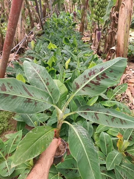 Muz Fidesi Saksıda 30 cm Üstü (Süs Salon Bitkisi)  1 Adet