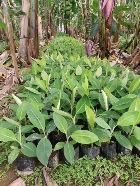 Muz Fidesi Saksıda 30 cm Üstü (Süs Salon Bitkisi)  1 Adet