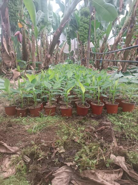 Muz Fidesi Saksıda 30 cm Üstü (Süs Salon Bitkisi)  1 Adet