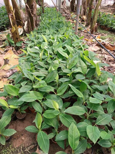 Muz Fidesi Saksıda 30 cm Üstü (Süs Salon Bitkisi)  1 Adet