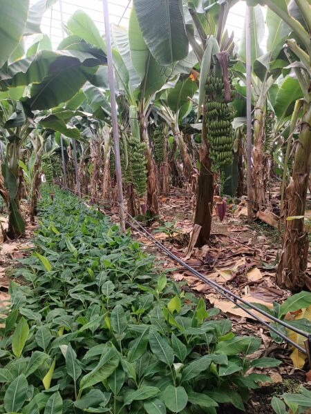 Muz Fidesi Saksıda 30 cm Üstü (Süs Salon Bitkisi)  1 Adet