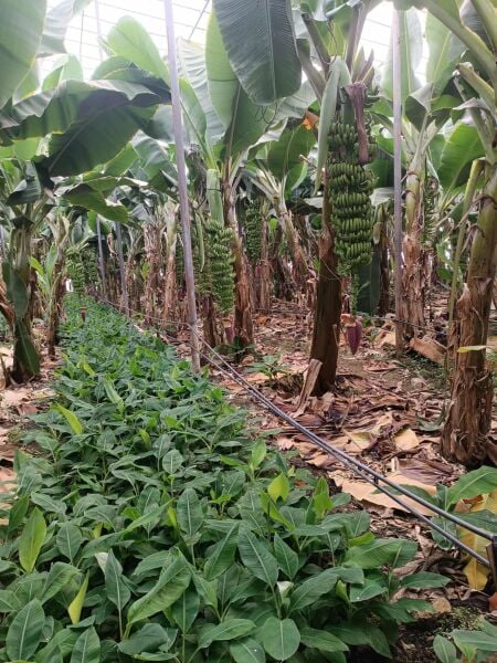 Muz Fidesi Saksıda 30 cm Üstü (Süs Salon Bitkisi)  1 Adet