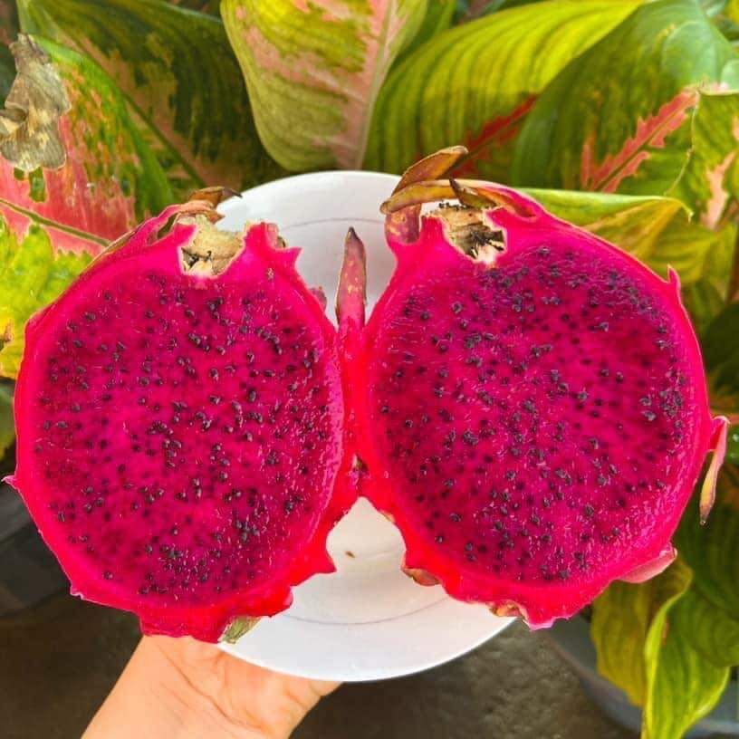 Ejder  Meyvesi  Pitaya  1 Kg - Taze Hasat