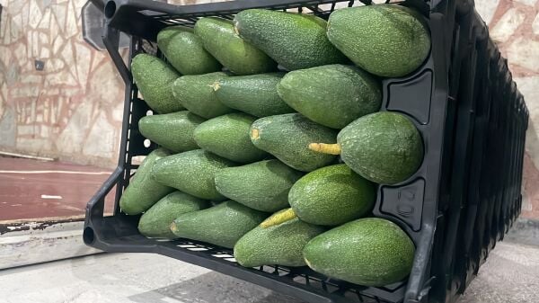 Yeni Hasat Orta Boy Avokado 5 Kg