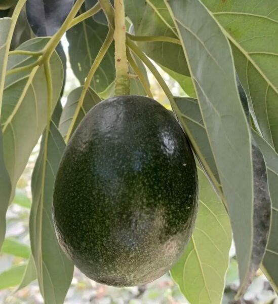 Yeni Hasat Orta Boy Avokado 5 Kg