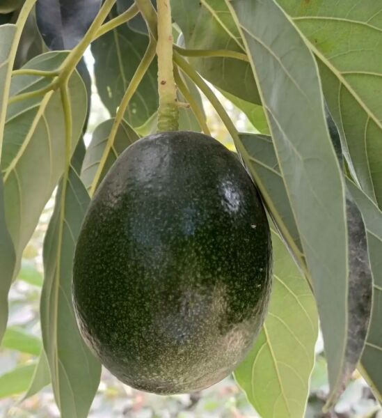 Yeni Hasat Orta Boy Avokado 5 Kg