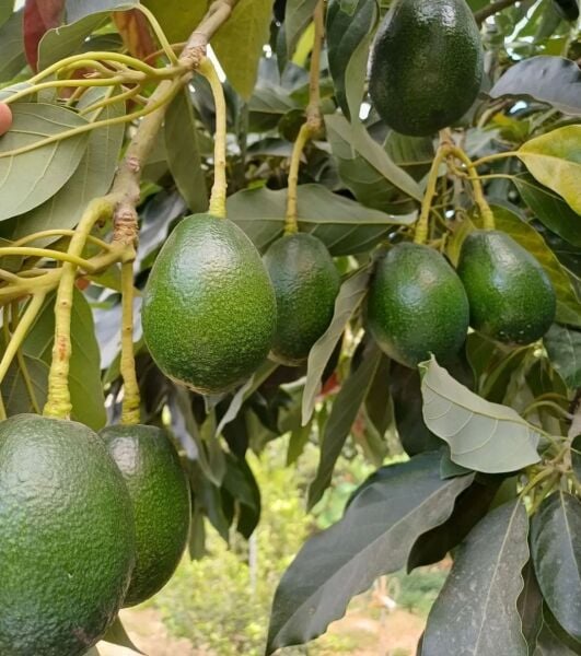 Yeni Hasat Orta Boy Avokado 5 Kg