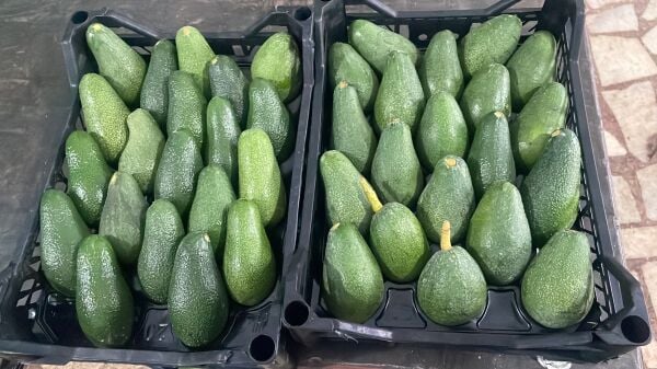 Yeni Hasat Orta Boy Avokado 5 Kg