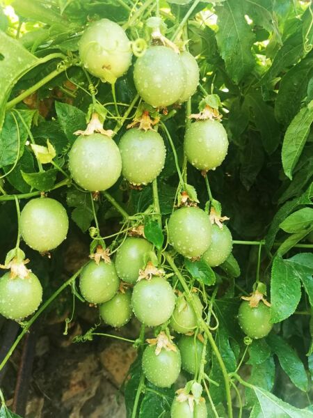 Pasiflora (Çarkıfelek Meyvesi) 500 GR