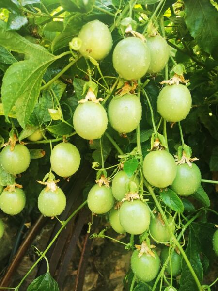 Pasiflora (Çarkıfelek Meyvesi) 500 GR