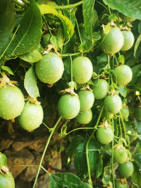 Pasiflora (Çarkıfelek Meyvesi) 500 GR