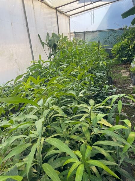 Aşı İstemeyen Mango Fidanı - 60 Cm-80 Cm