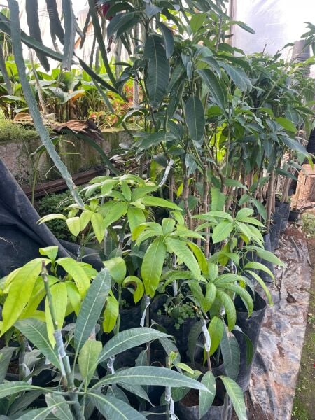 Aşı İstemeyen Mango Fidanı - 60 Cm-80 Cm