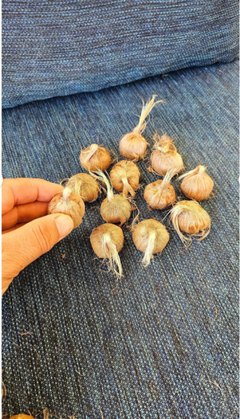 100 Gram (6–8 Adet) — Duble İri Boy, Orijinal Safranbolu Safran Soğanı