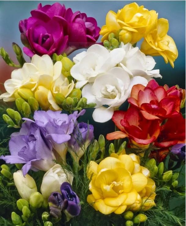 10 Adet Karışık Renkli Frezya Soğanı