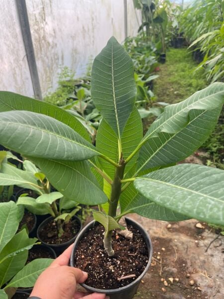 Amerikan Flu Plumeria 40-50 Cm Boy