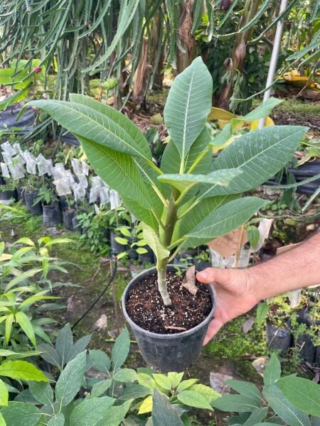Amerikan Flu Plumeria 40-50 Cm Boy