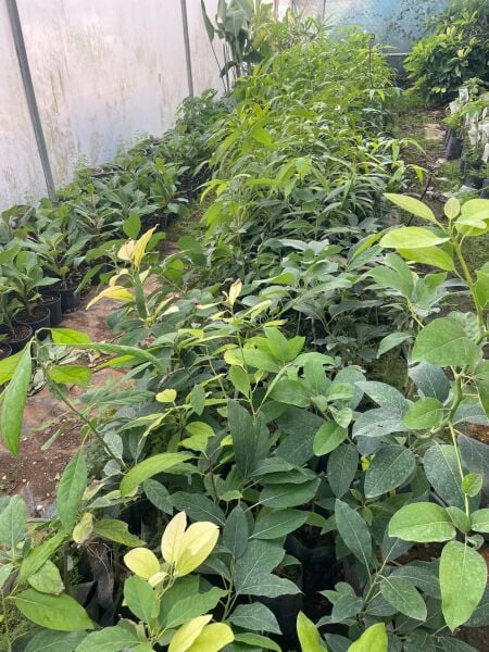 2 Yaş Zutano Avokado Fidanı AŞILI