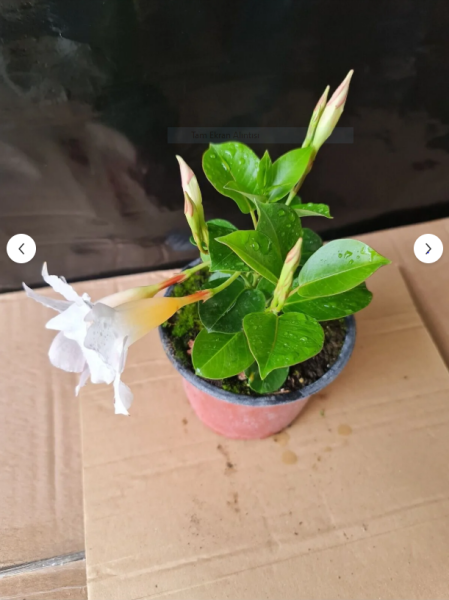 Beyaz Mandevilla Çiçeği – Saksıda, 25-30 cm Boyunda