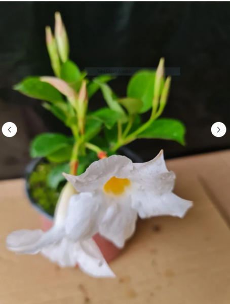 Beyaz Mandevilla Çiçeği – Saksıda, 25-30 cm Boyunda