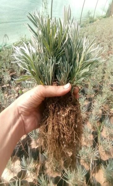 90 Adet Lavanta Açık.-.- Kök Intermedia Fidanı Fidesi