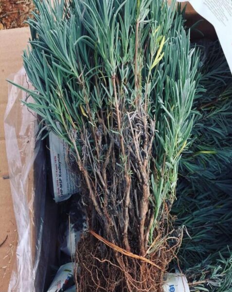 90 Adet Lavanta Açık.-.- Kök Intermedia Fidanı Fidesi