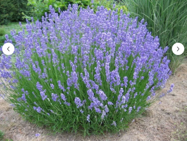 90 Adet Lavanta Açık.-.- Kök Intermedia Fidanı Fidesi