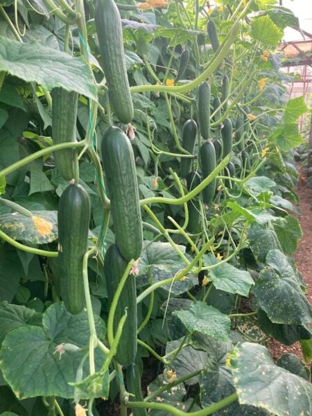 Salatalık Taze 1  KG