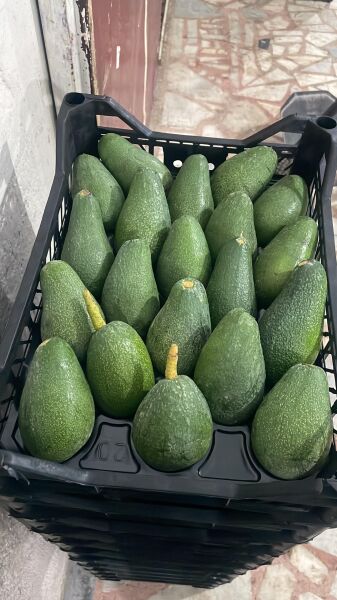 Avokado 1 KG Taze HasaT