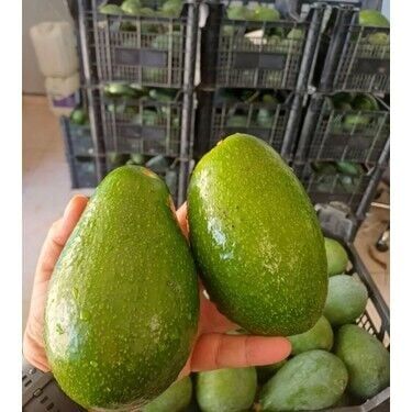 Avokado 1 KG Taze HasaT
