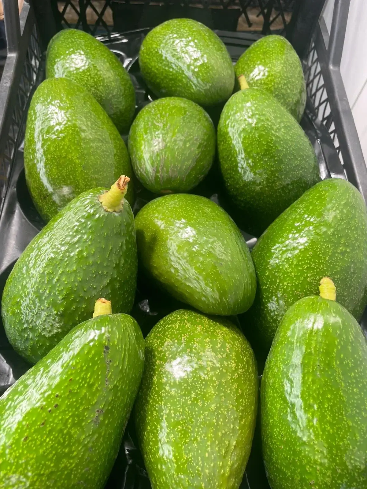 Avokado 1 KG Taze HasaT