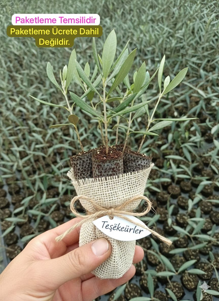Nikah Düğün Organizasyon İçin Hediyelik Potta Bodur Zeytin Fidanı (50 Adet)