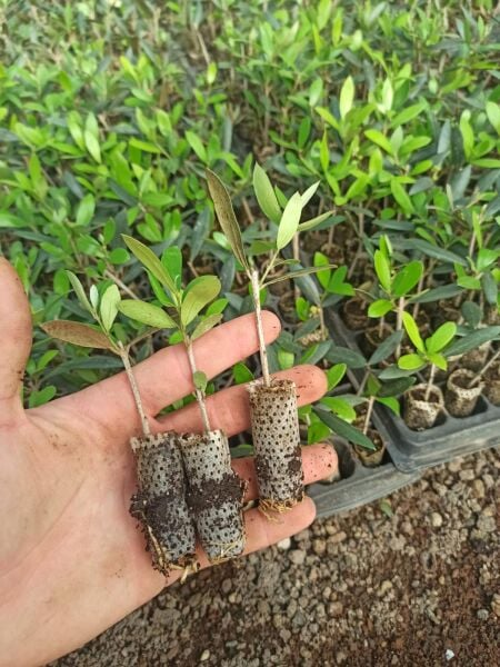 Nikah Düğün Organizasyon İçin Hediyelik Paper Potta Bodur Zeytin Fidanı (75 Adet)